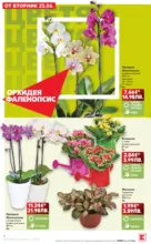 Kaufland хипермаркет Вкусът идва от корена с Kaufland предложения с валидност до 28.06.2026 - от 22-06-26