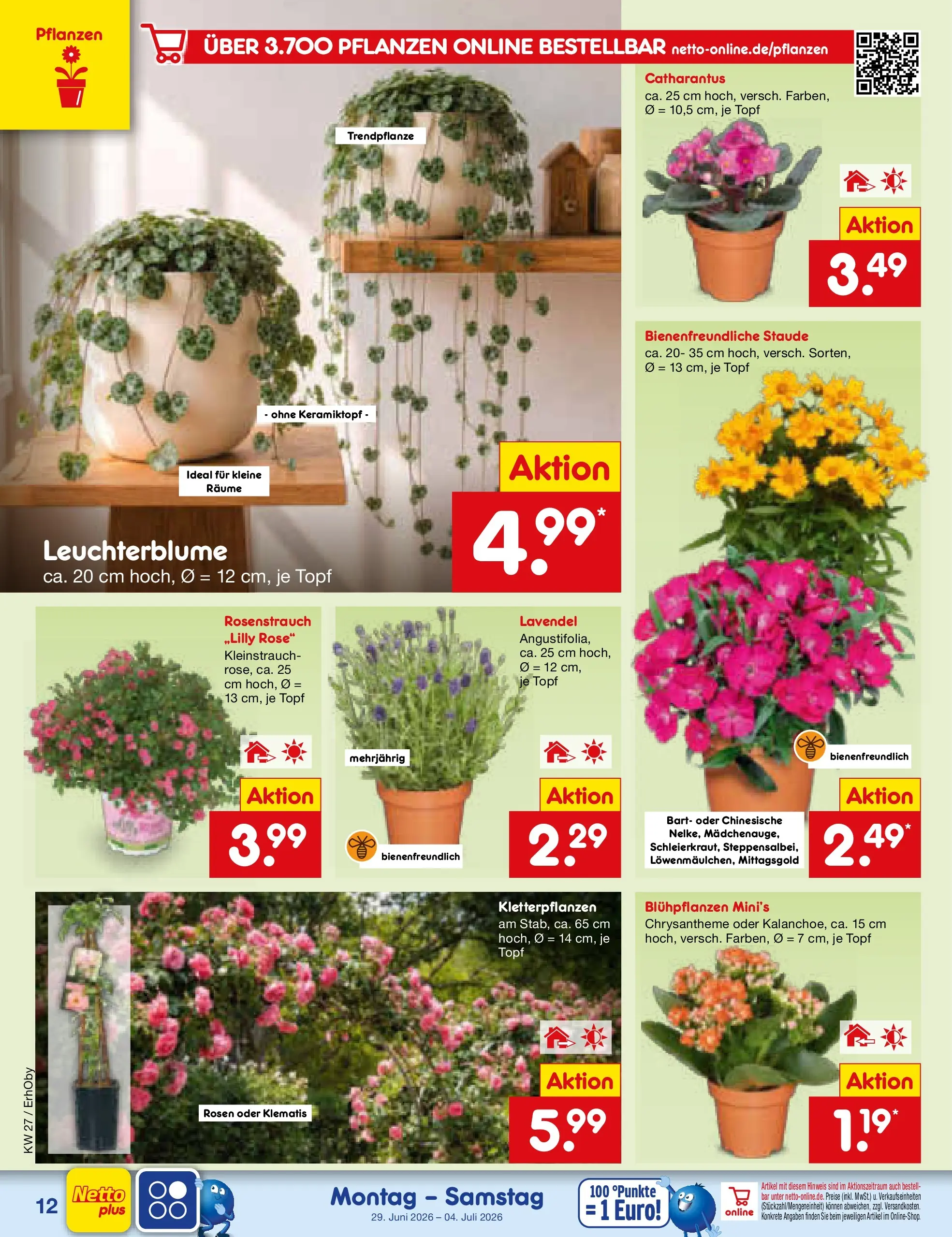 Netto Marken-Discount Prospekt Metten (ab 29.06.2026) » Angebote | Seite: 16 | Produkte: Lavendel