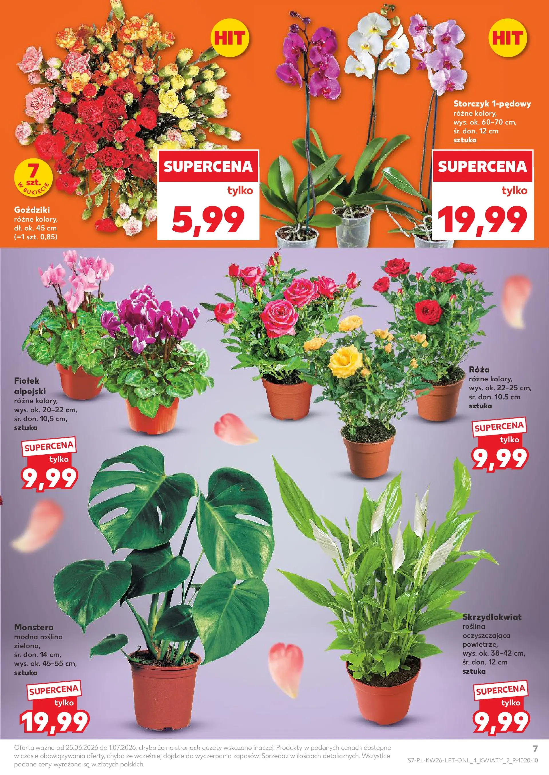 Kaufland gazetka od 25.06.2026 - od jutra PDF | Strona: 7 | Produkty: Goździki, Storczyk
