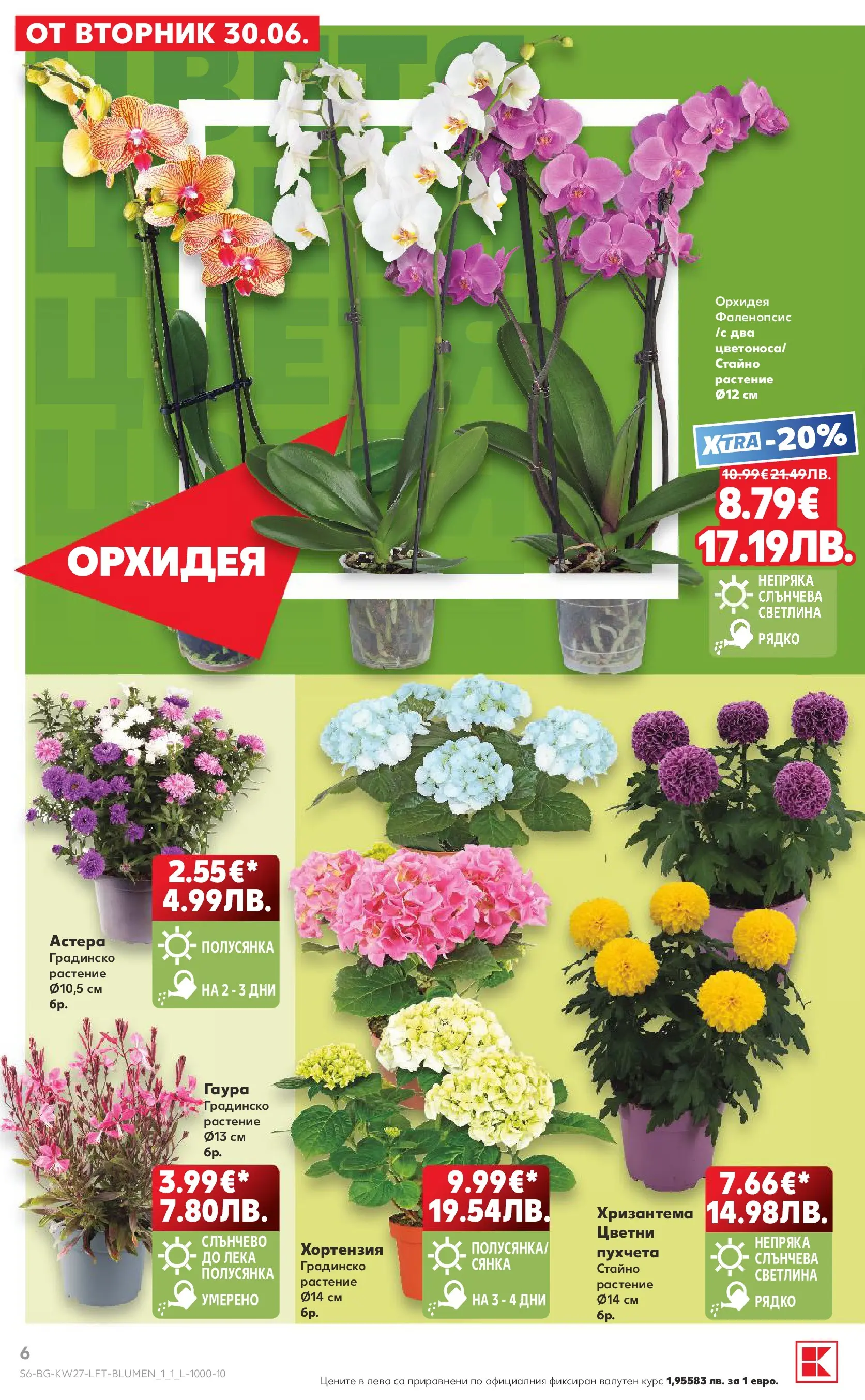 Нова Кауфланд - Xtra отстъпки в Kaufland с валидност до 05.07.2026 от 28.06.2026 | Страница: 6 | Продукти: Орхидея, Хризантема