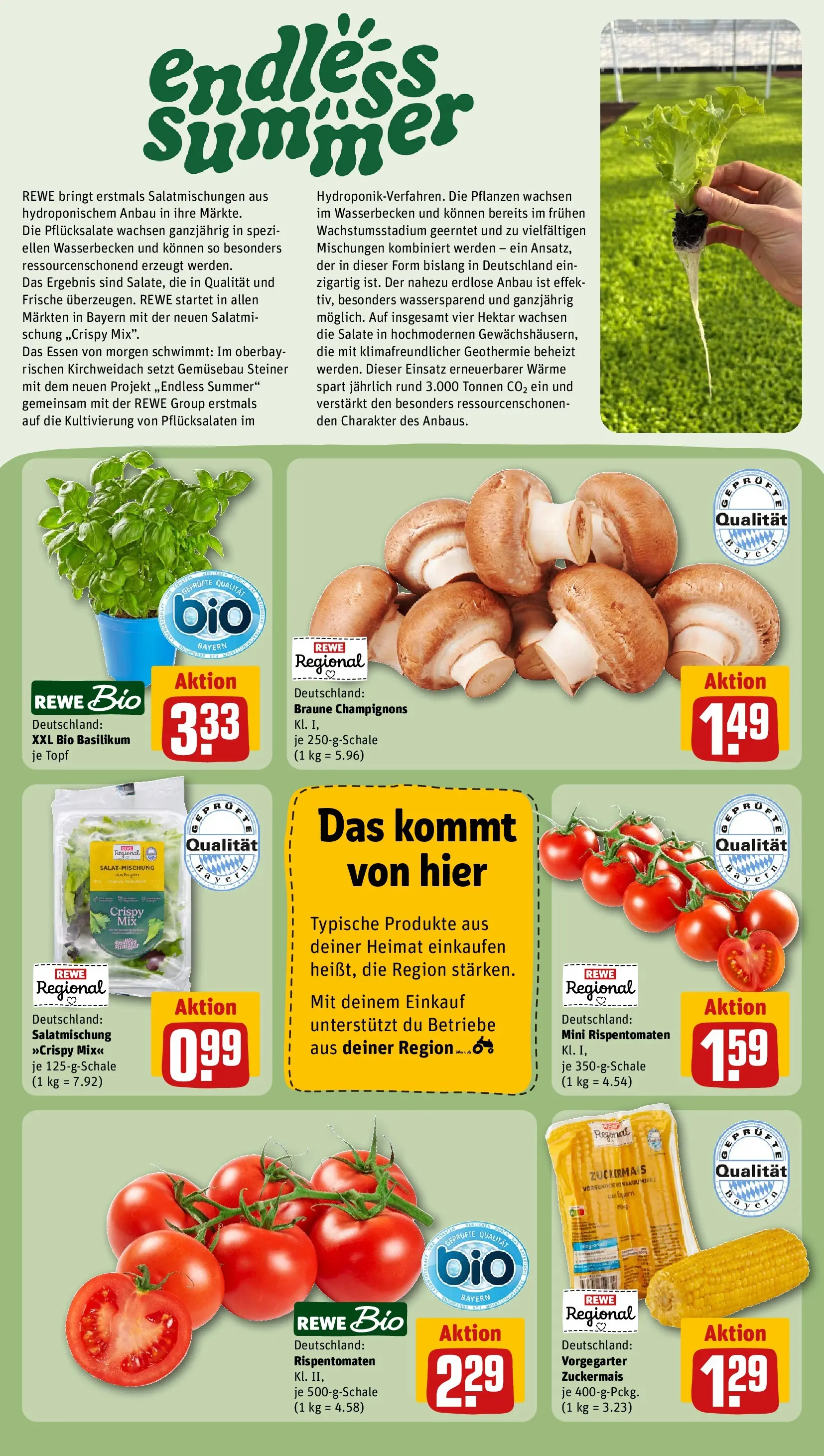 REWE Prospekt ab 28.06.2026 zum Blättern » Angebote | Seite: 24 | Produkte: Champignons