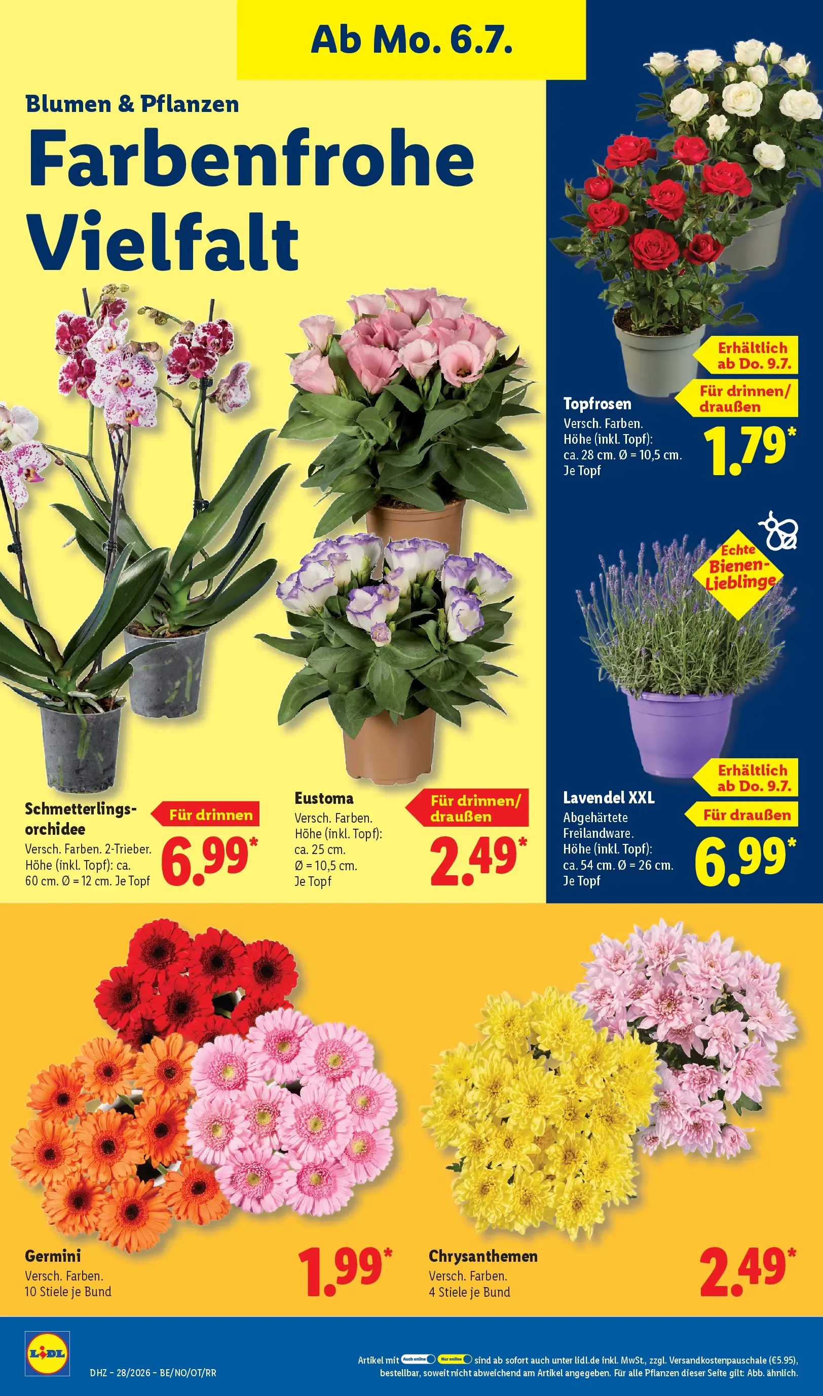 Lidl Prospekt Hagen (ab 05.07.2026) zum Blättern » Angebote | Seite: 22 | Produkte: Orchidee, Blumen, Lavendel