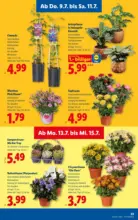 Lidl Lidl - ab 09.07.2026