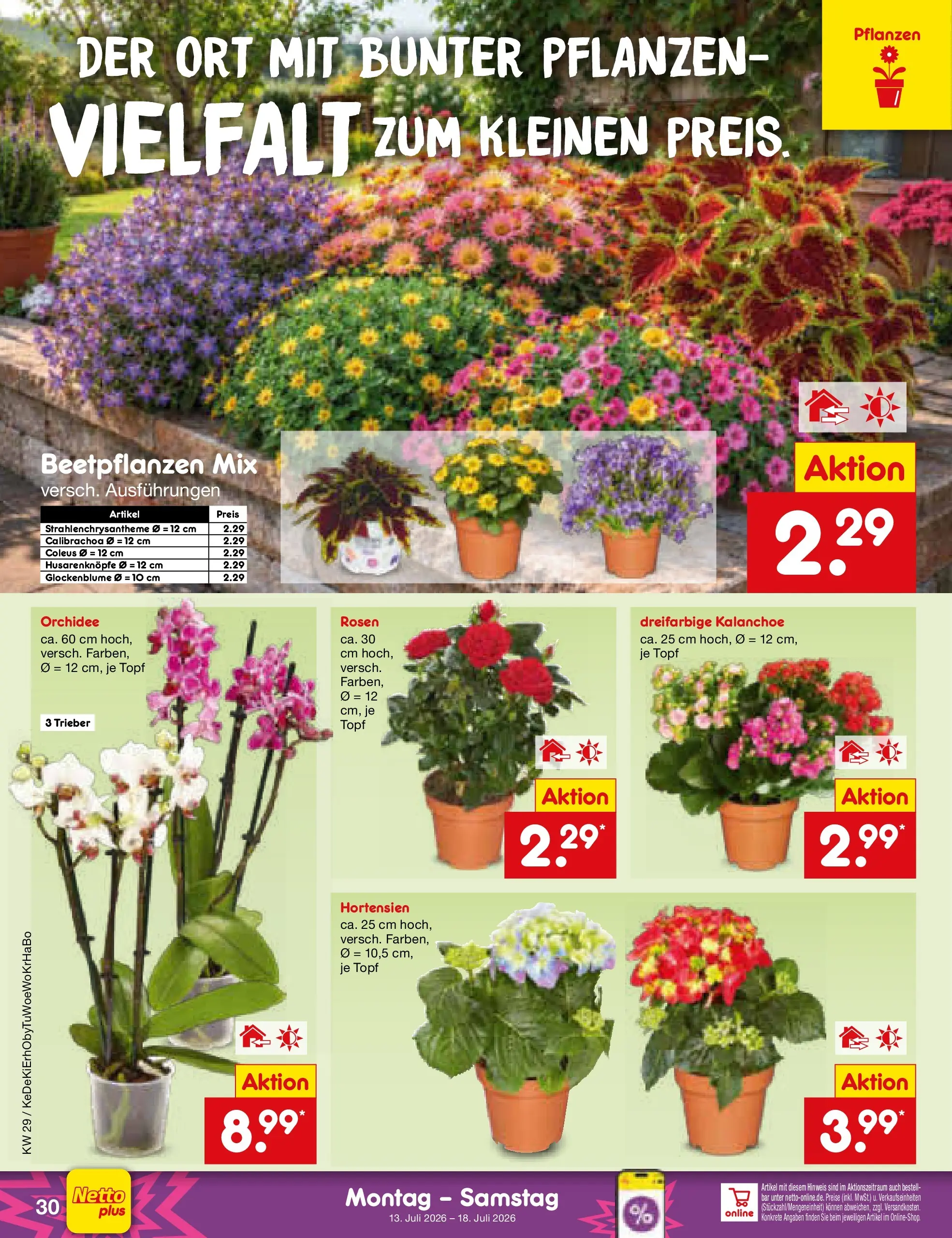 Netto Marken-Discount Prospekt München (ab 13.07.2026) » Angebote | Seite: 40 | Produkte: Orchidee Netto Marken-Discount Prospekt München (ab 13.07.2026) » Angebote | Seite: 40 | Produkte: Orchidee