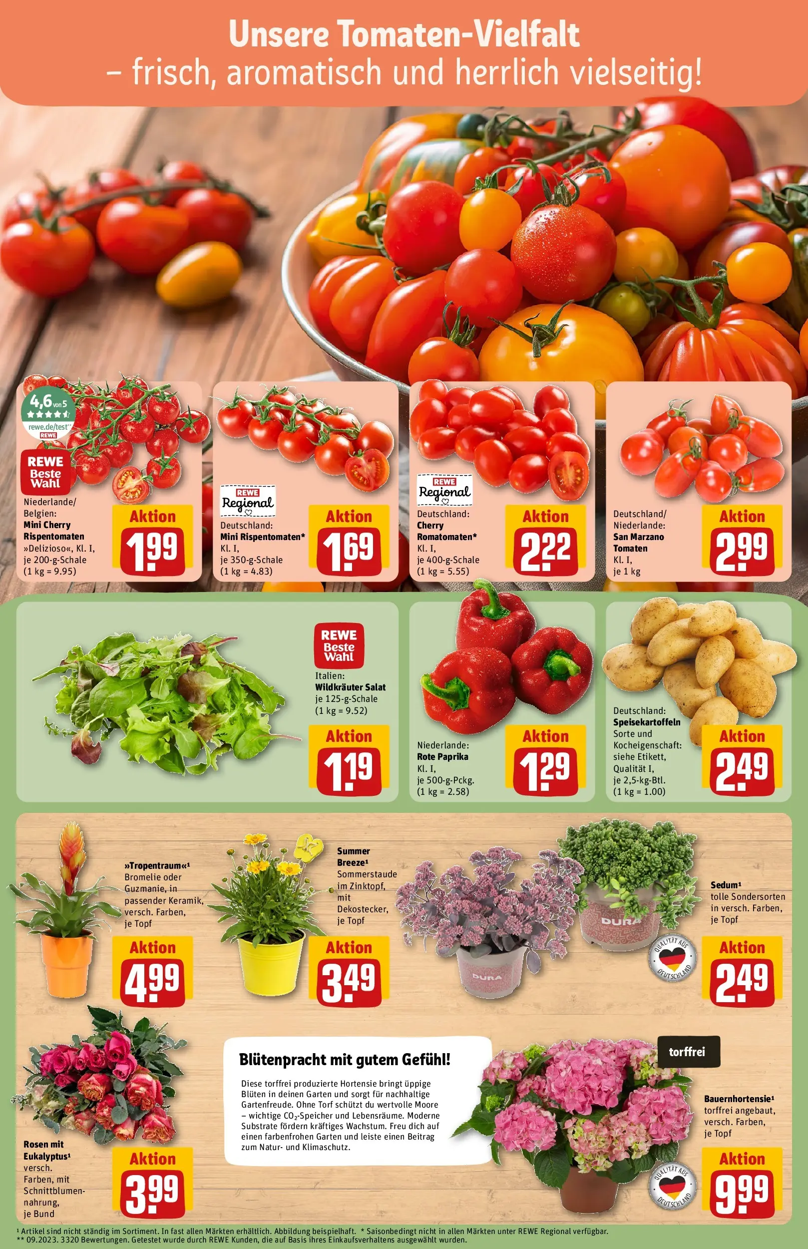 REWE Prospekt ab 13.07.2026 zum Blättern » Angebote | Seite: 7 | Produkte: Hortensie, Tomaten, Paprika, Salat