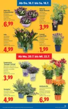 Lidl Lidl - ab 16.07.2026