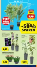HOFER HOFER: Flugblatt - bis 16.07.2026