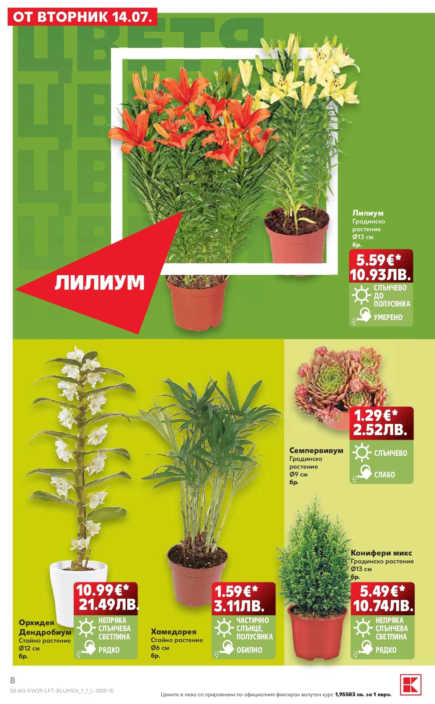 Нова Кауфланд брошура - Топ оферти в Kaufland с валидност до 19.07.2026 от 12.07.2026 | Страница: 8 | Продукти: Орхидея