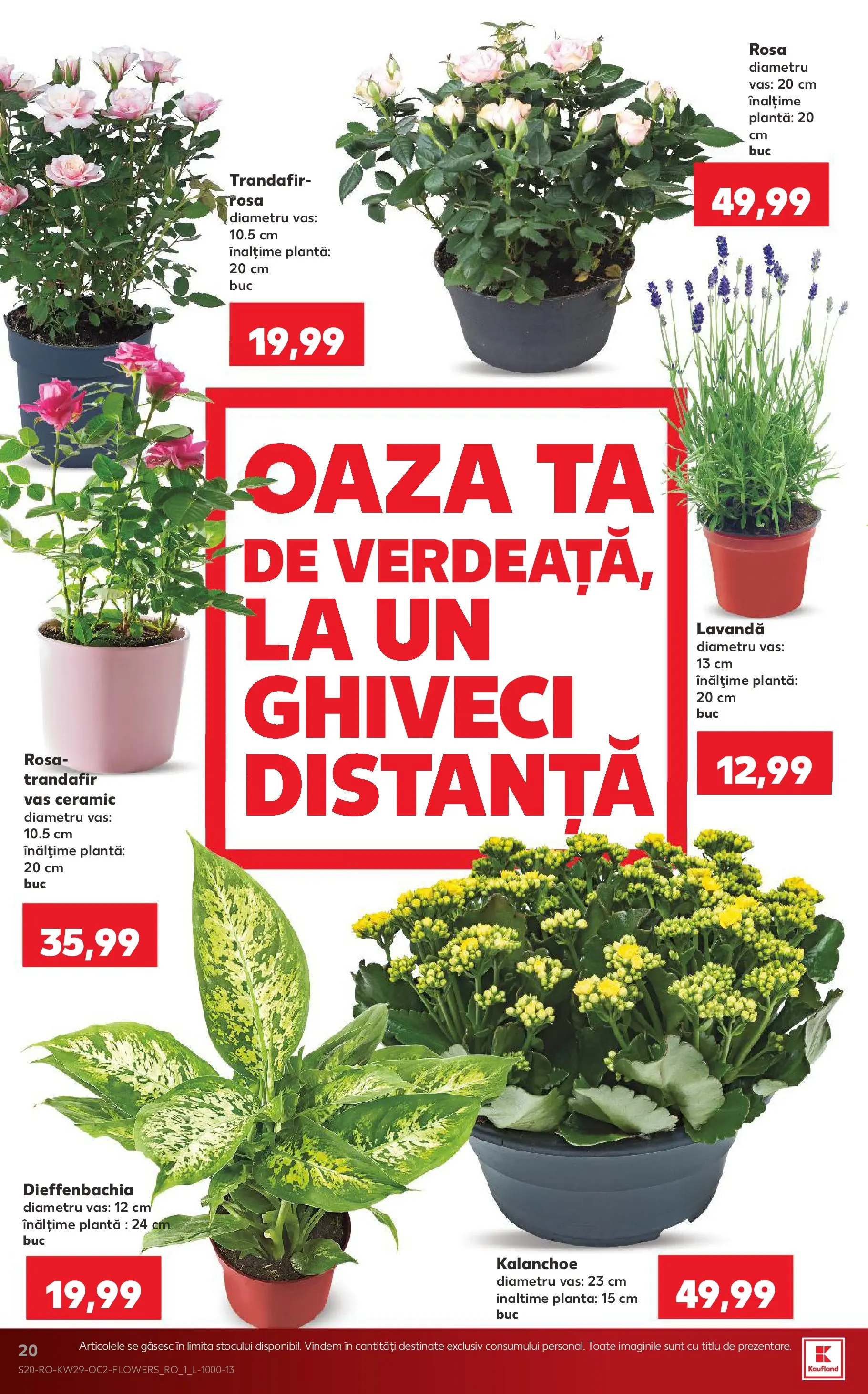 Kaufland Domnesti 15.07.2026 || Revista si Oferte | Pagină: 20 | Produse: Trandafir, Ghiveci Kaufland Domnesti 15.07.2026 - Revista si Oferta | Pagină: 20 | Produse: Trandafir, Ghiveci