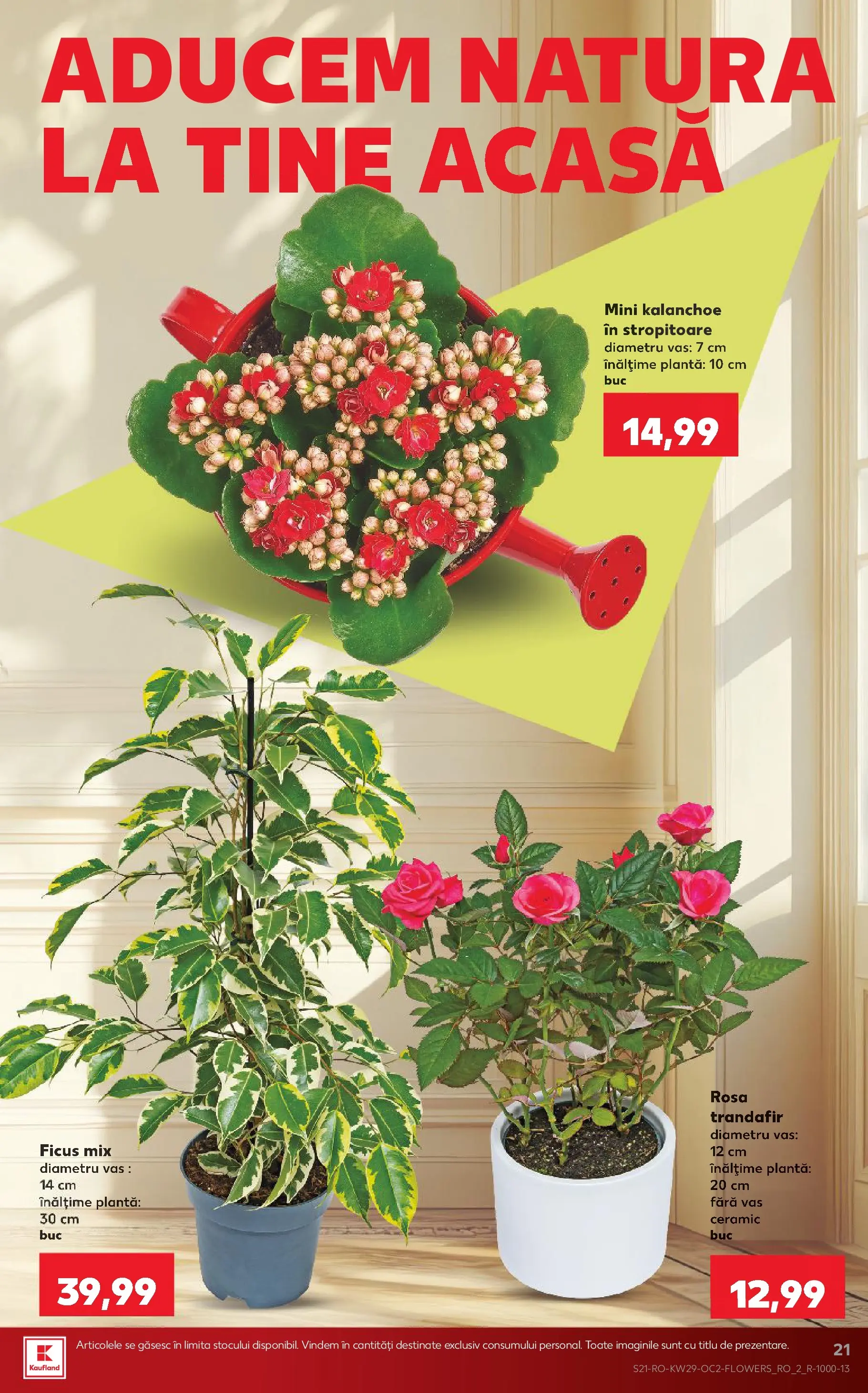 Kaufland Domnesti 15.07.2026 || Revista si Oferte | Pagină: 21 | Produse: Trandafir Kaufland Domnesti 15.07.2026 - Revista si Oferta | Pagină: 21 | Produse: Trandafir
