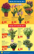 Lidl Lidl - ab 23.07.2026