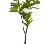 JYSK JYSK Plantă artificială SPINDEL 120cm magnolia