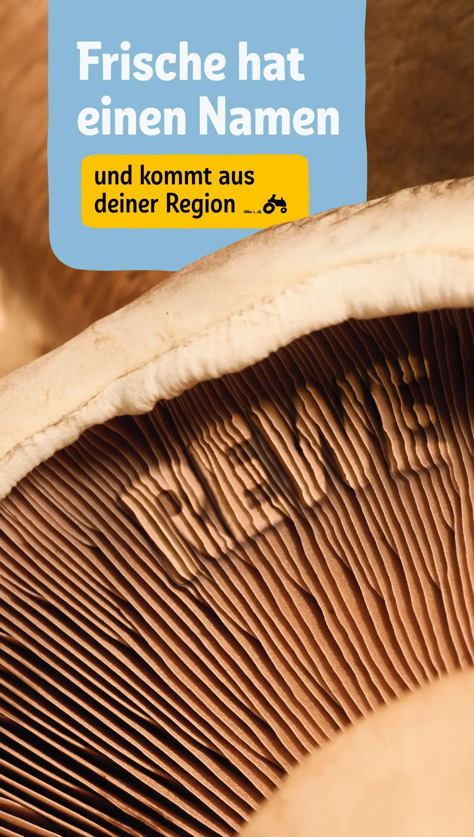 REWE Prospekt ab 27.07.2026 zum Blättern » Angebote | Seite: 21