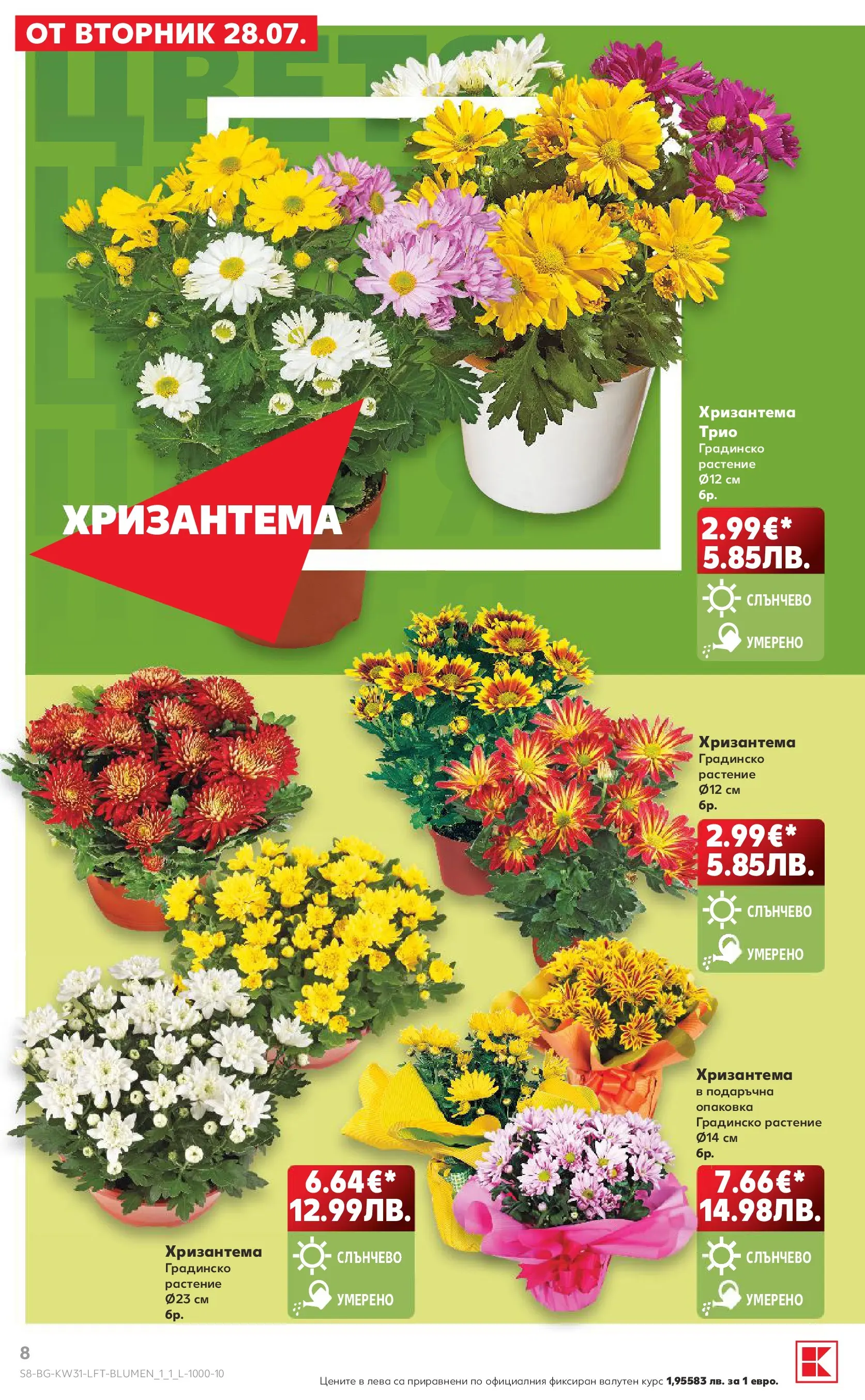 Нова Кауфланд брошура от 27.07.2026 | Страница: 8 | Продукти: Хризантема Нова Кауфланд брошура - Топ оферти в Kaufland с валидност до 2.08.2026 от 27.07.2026 | Страница: 8 | Продукти: Хризантема