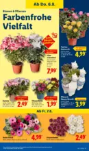 Lidl Lidl: Wochenangebote - ab 03.08.2026