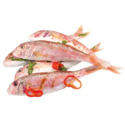 Meerbarbe (MULLUS BARBATUS), frisch