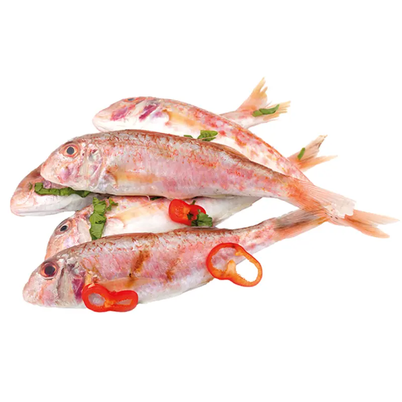 Meerbarbe (MULLUS BARBATUS), frisch