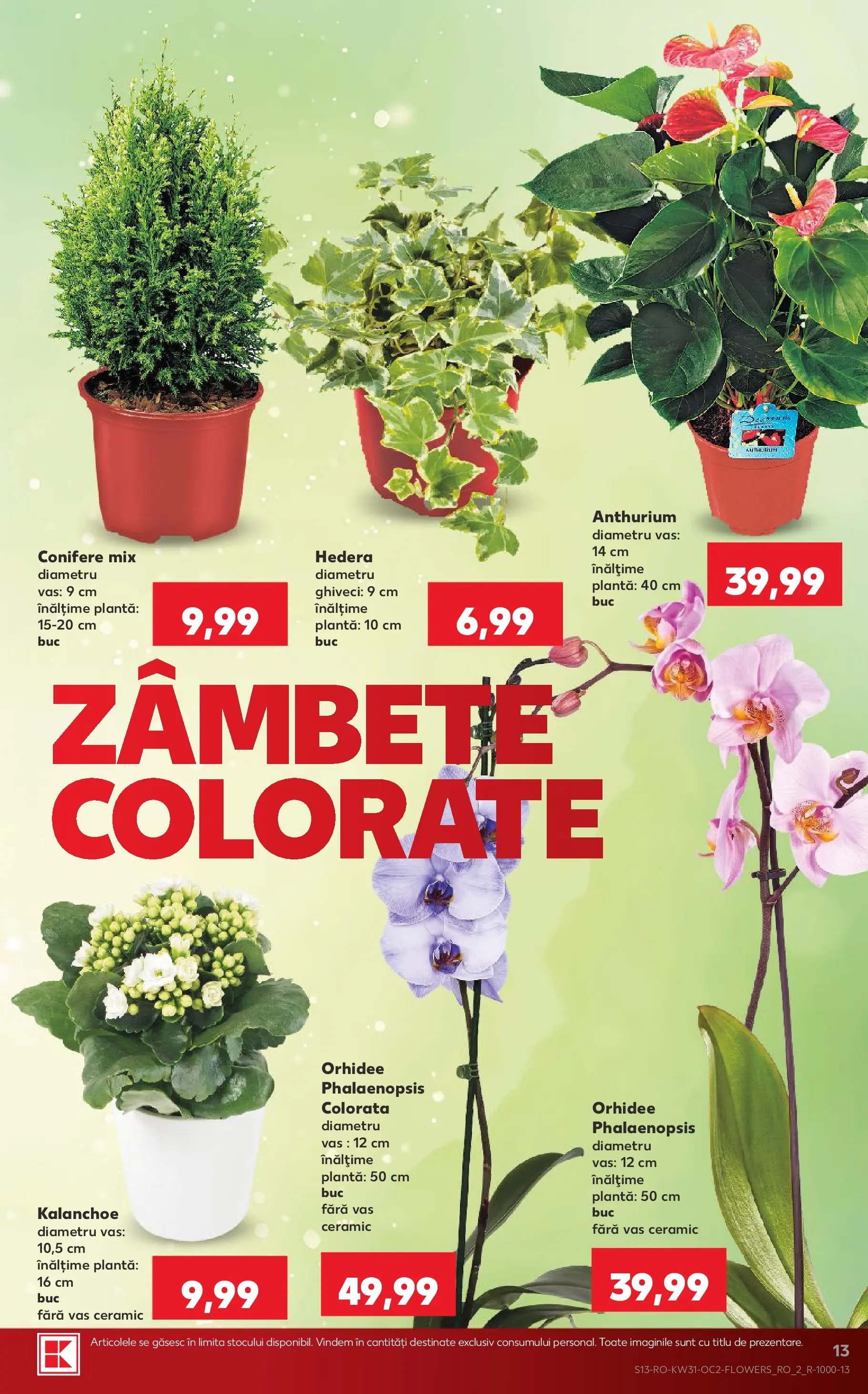 Kaufland Domnesti 29.07.2026 - Revista si Oferta | Pagină: 13 | Produse: Orhidee, Ghiveci
