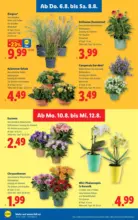 Lidl Lidl - ab 06.08.2026
