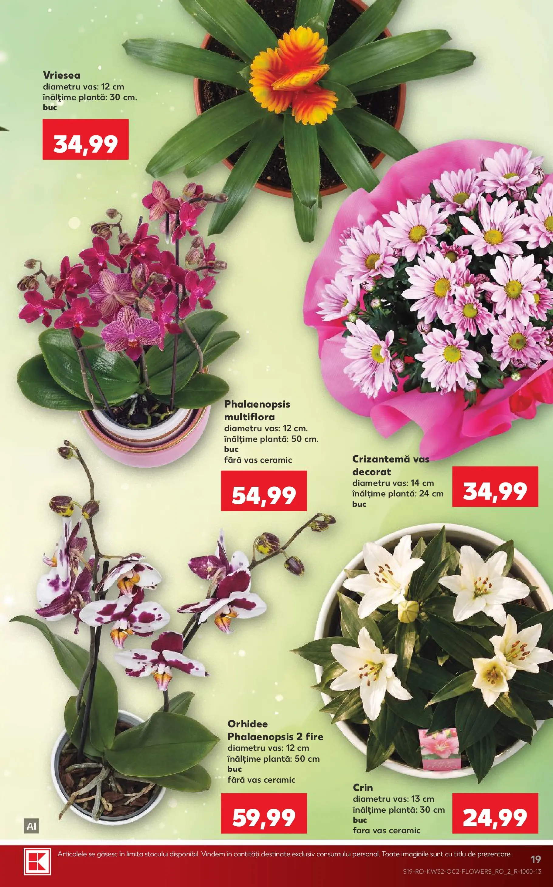 Kaufland Slatina 05.08.2026 - Revista si Oferta | Pagină: 19 | Produse: Orhidee