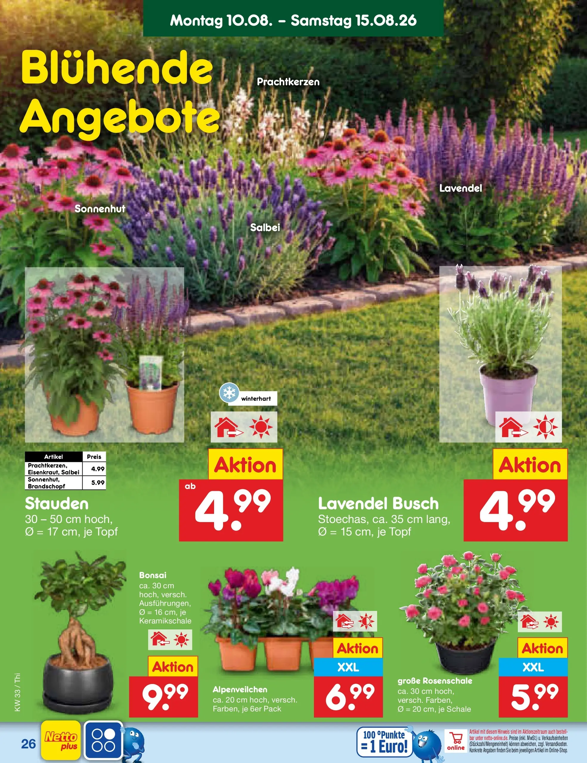Netto Marken-Discount Prospekt Thiendorf (ab 10.08.2026) » Angebote | Seite: 38 | Produkte: Lavendel