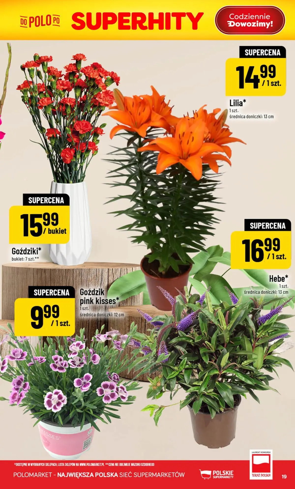 Nowa POLOmarket gazetka od jutra (05.08.2026) | Strona: 19 | Produkty: Goździk, Doniczki Nowa POLOmarket gazetka od jutra 05.08.2026 | Strona: 19 | Produkty: Goździk, Doniczki