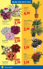 Lidl Lidl - ab 13.08.2026