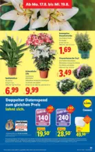 Lidl Lidl - ab 13.08.2026