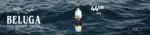 Nicolas VODKA BELUGA COURSE TRANSATLANTIQUE - au 16.08.2026