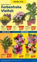 Lidl Lidl: Wochenangebote - ab 17.08.2026