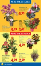 Lidl Lidl - bis 26.08.2026