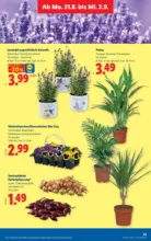 Lidl Lidl - bis 02.09.2026