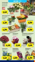 HOFER HOFER: Flugblatt - ab 28.08.2026