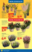 Lidl Lidl - bis 09.09.2026