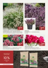 Pflanzen-K&ouml;lle: Die besten Preise f&uuml;r den Garten