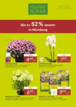 Pflanzen-K&ouml;lle Gartencenter Pflanzen-K&ouml;lle: Bis 52% sparen - bis 13.09.2026