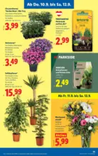 Lidl Lidl - bis 16.09.2026
