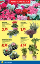 Lidl Lidl - bis 16.09.2026