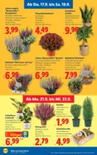 Lidl Lidl - bis 23.09.2026