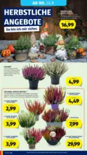 HOFER HOFER: Flugblatt - ab 18.09.2026