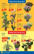 Lidl Lidl - ab 24.09.2026