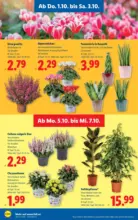 Lidl Lidl - bis 07.10.2026