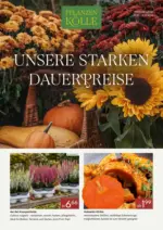 Pflanzen-K&ouml;lle Gartencenter Pflanzen-K&ouml;lle: Unsere starken Dauerpreise - bis 31.10.2026