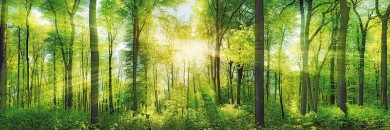 Keilrahmenbild Marcus Waldgr&uuml;n ca. 150x50cm