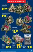 Lidl Lidl - bis 14.10.2026