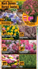 Hornbach Hornbach: K&uuml;rzere Tage wecken Deinen Ehrgeiz. - bis 30.10.2026