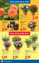 Lidl Lidl - bis 28.10.2026