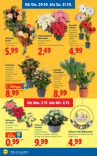 Lidl Lidl - bis 04.11.2026