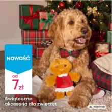 Pepco gazetka