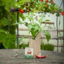 Minigarten Chili Fireflame